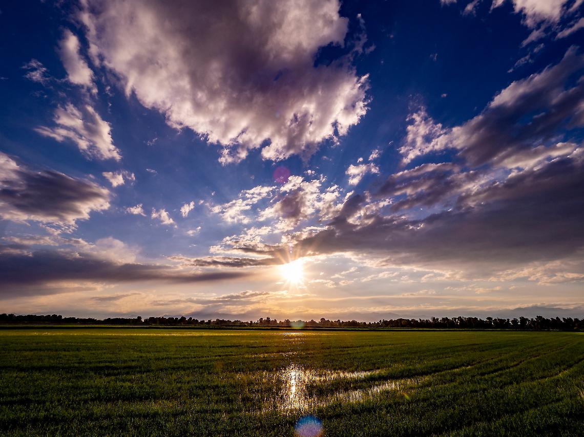 Le risaie a San Raffaele, vicino a Castiglione