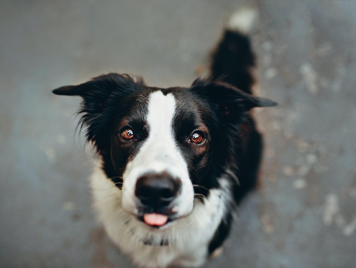 Si butta nella “rissa” tra cani e salva il suo Border Collie
