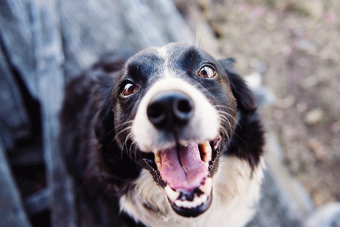 C'è un'epidemia tra i cani?