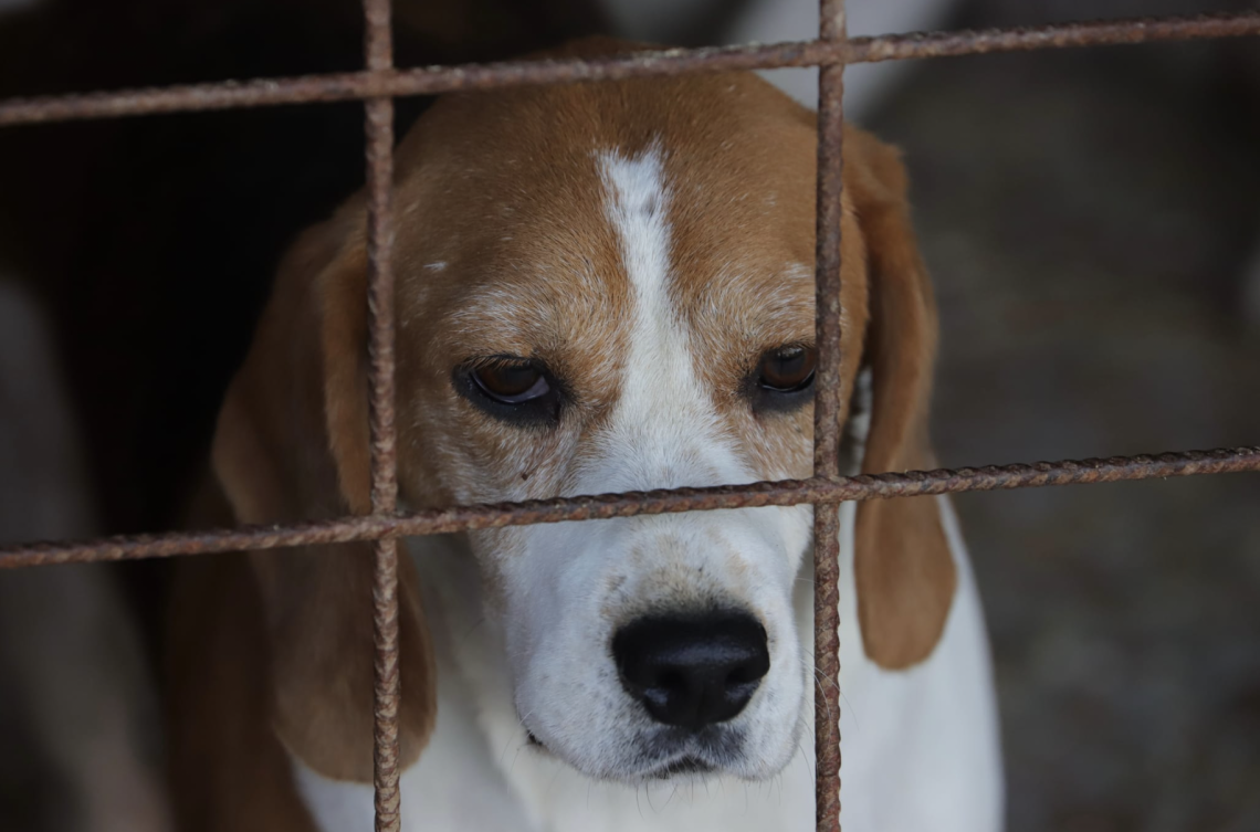 Uno dei beagle salvati dall'allevamento degli orrori