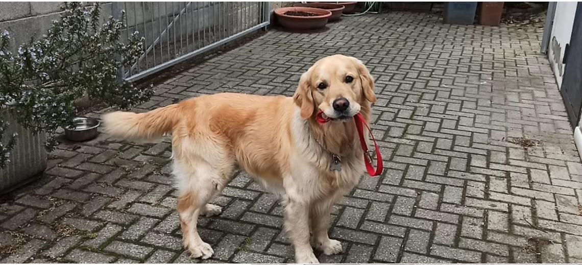 Il padrone muore in un terribile incidente e il cane scappa, scattano le ricerche: "Dov'è Adone?"