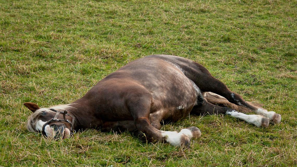 cavallo abbattuto, ivrea, piverone, incidente cavallo auto,