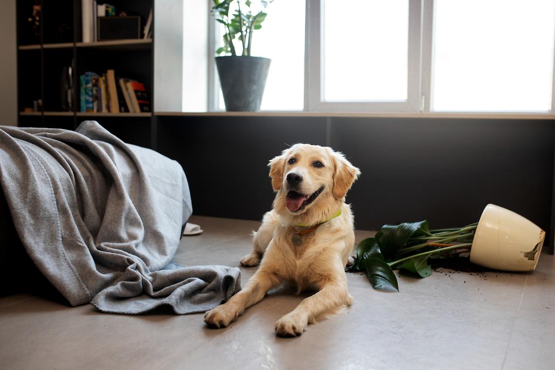 Cosa succede quando un animale domestico provoca danni in casa?
