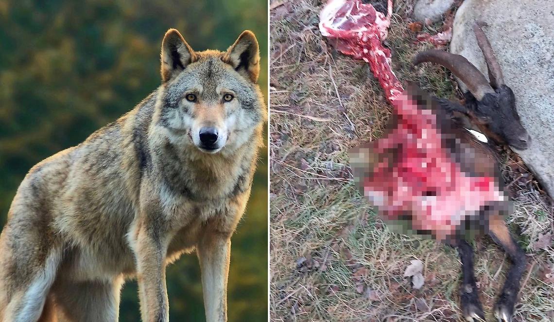 È allarme: lupi sbranano uno stambecco vicino alle abitazioni 