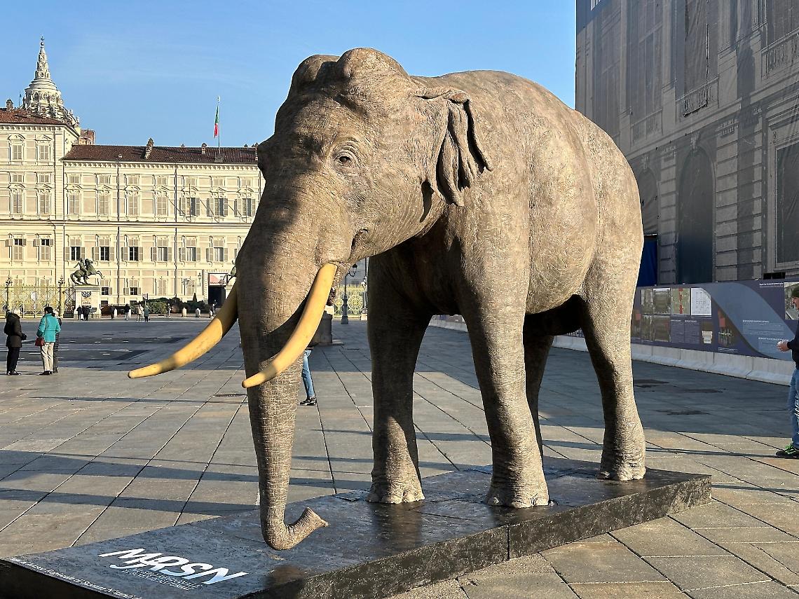 L'elefante Fritz, dono del Viceré d'Egitto ai Savoia nel 1827, allevato per anni nel serraglio della Palazzina di Caccia di Stupinigi