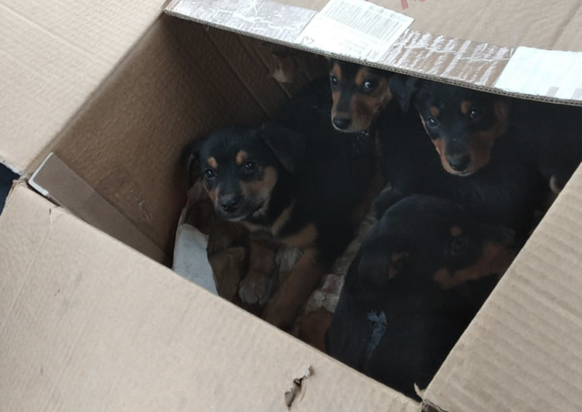 I cuccioli abbandonati