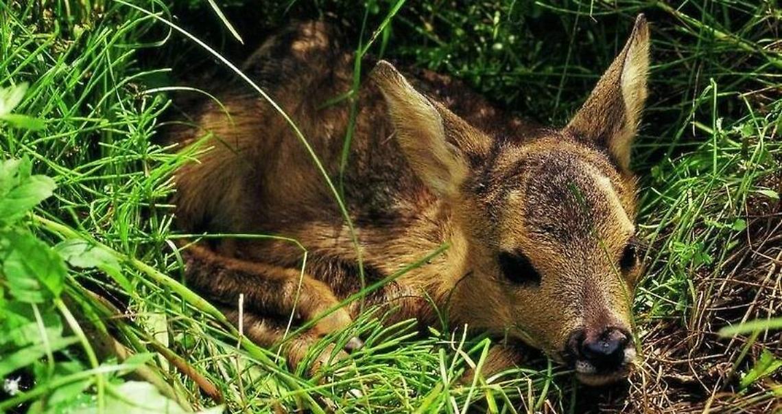Automobilista investe un cucciolo di capriolo e scappa: i cittadini dal cuore grande salvano l'animale