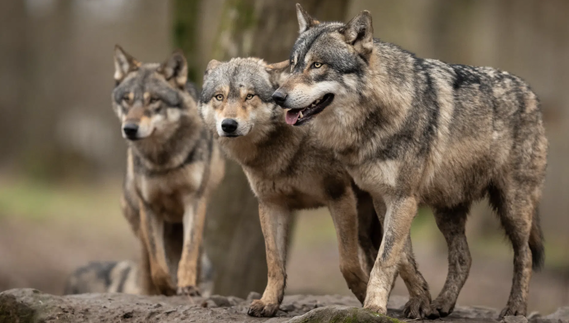Allarme lupo: gli animali sono tornati alle porte della città? Sui social spunta un video 