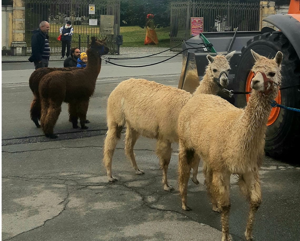 benedizione animali, alpaca