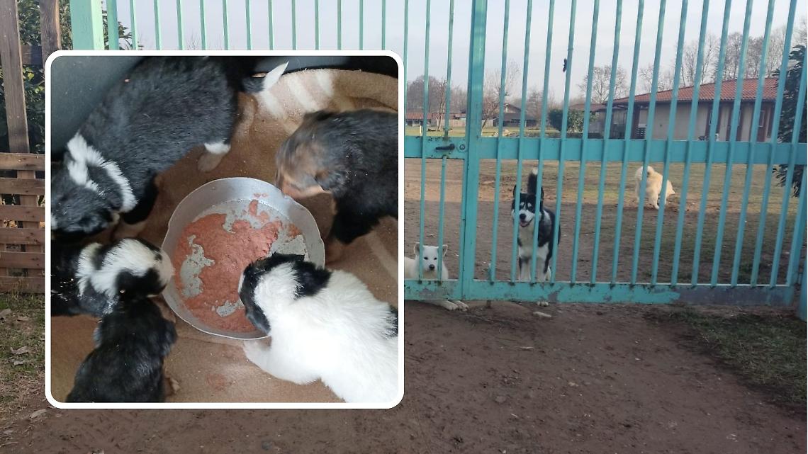 Cinque cuccioli abbandonati nella notte in uno scatolone. Adesso i piccoli cercano casa