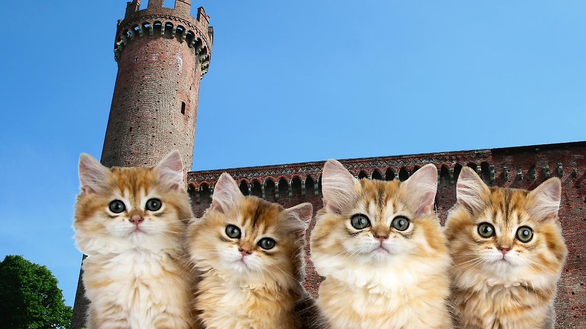 gattile