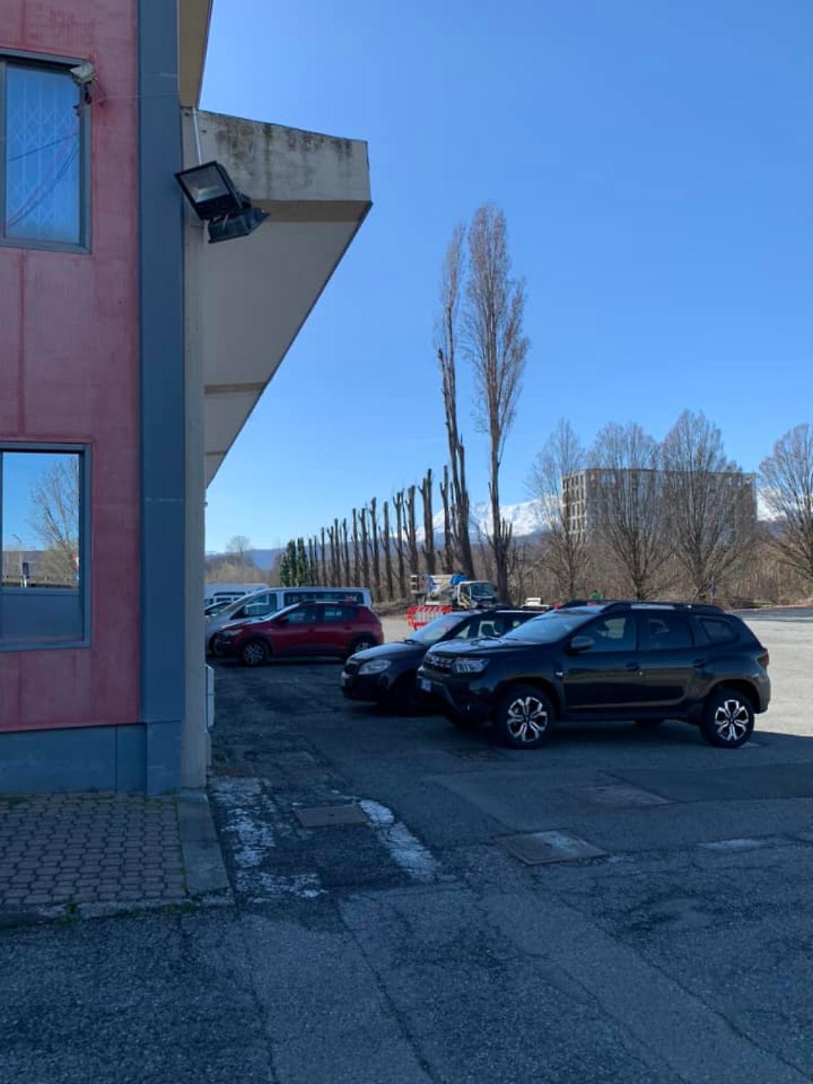 Alberi mutilati: sindaco li hai visti?