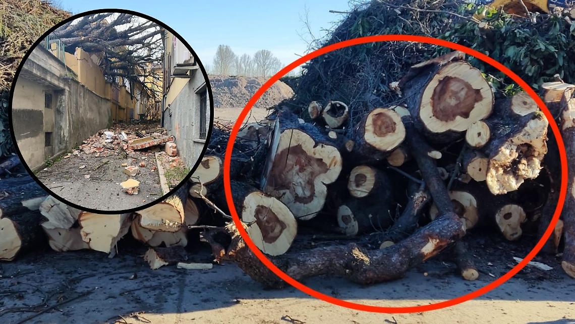 La pianta crollata sugli uffici comunali aveva il tronco marcio (LE FOTO)