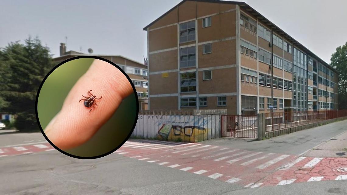 È successo di nuovo: trovata una zecca a scuola. Nelle vacanze di Pasqua la disinfestazione 