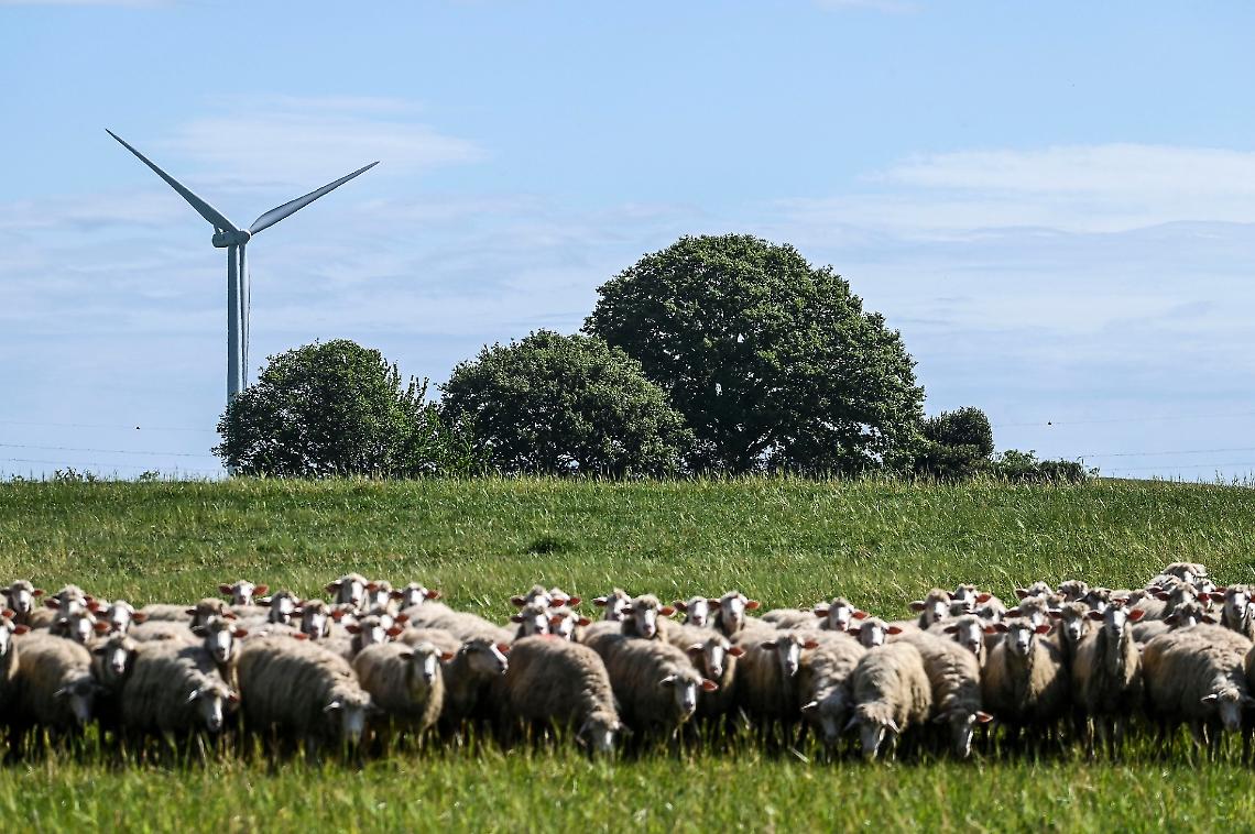 Le pecore per "combattere" l'erba alta a Settimo Torinese: ecco l'eco pascolo