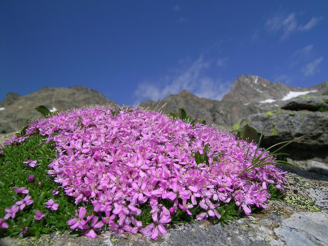 Gran Paradiso
