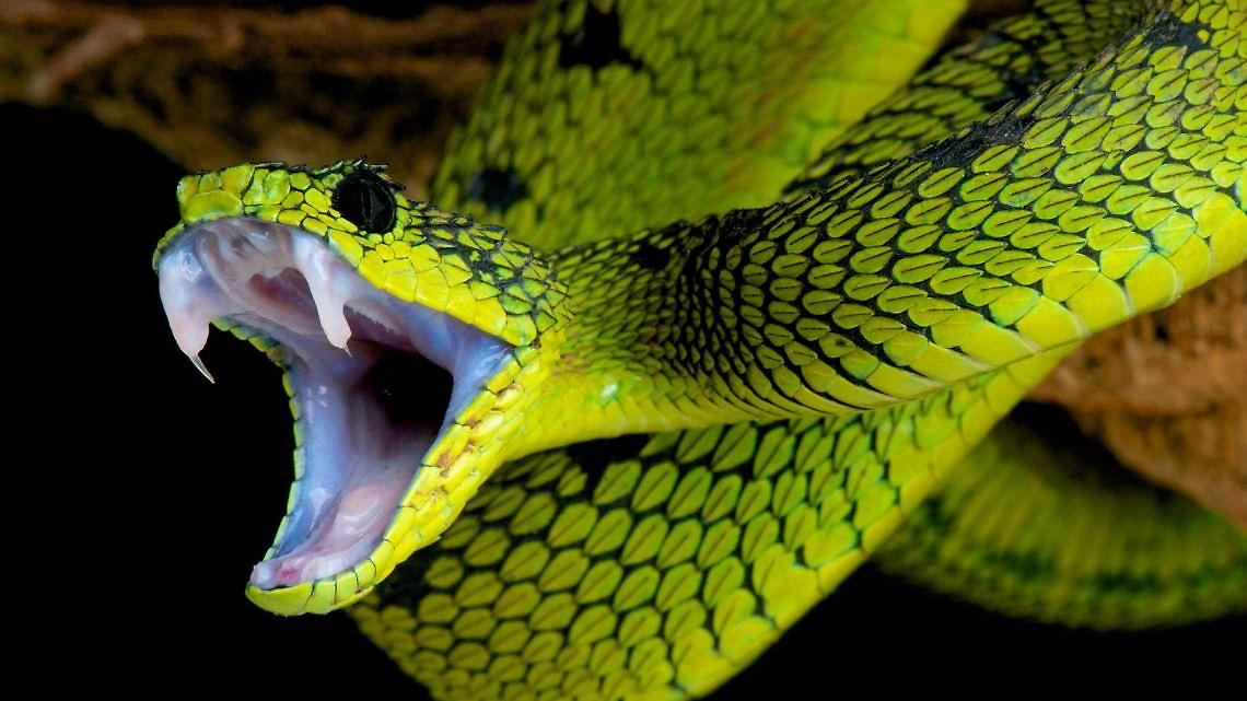 Morso alla spalla da una vipera: paura per un 30enne portato in elicottero in ospedale
