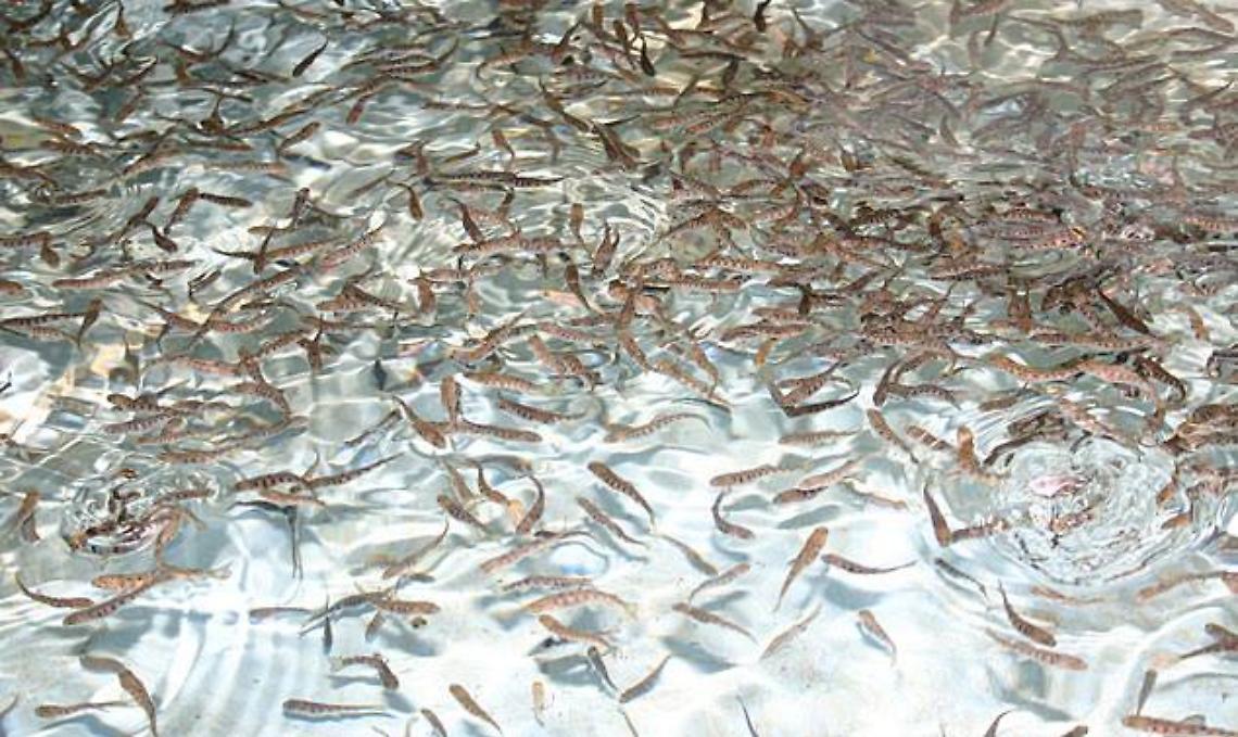 Arrivano i fondi per la manutenzione degli incubatoi ittici del Canavese e Valli di Lanzo