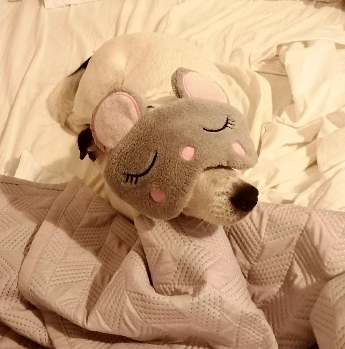 Soffri d’insonnia?! 