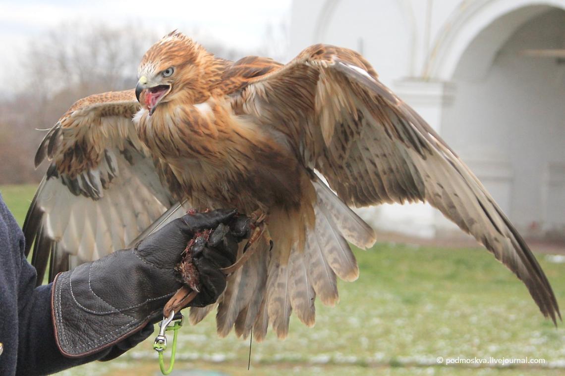 Animali e politica: sui social esplode la controversia sulla coerenza di Sinistra Ecologista