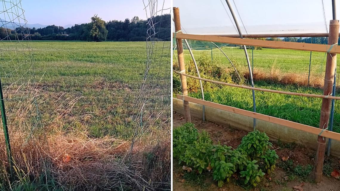 Ladri nell'orto della Caritas: spaccano la rete e rubano le verdure coltivate da ragazzi e volontari 