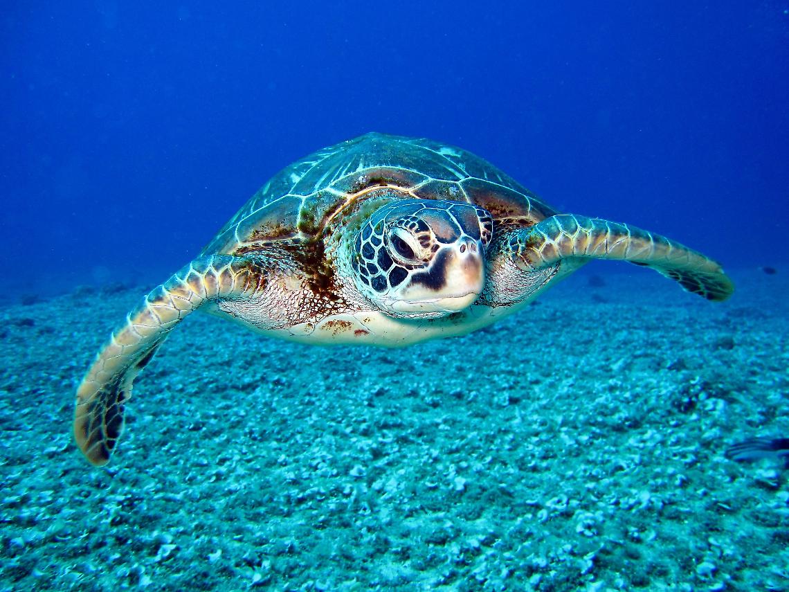Tartaruga