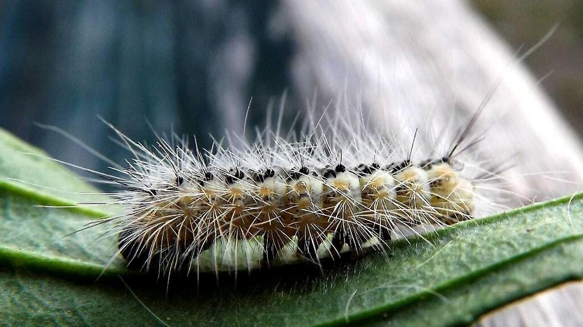 Ifantria America 