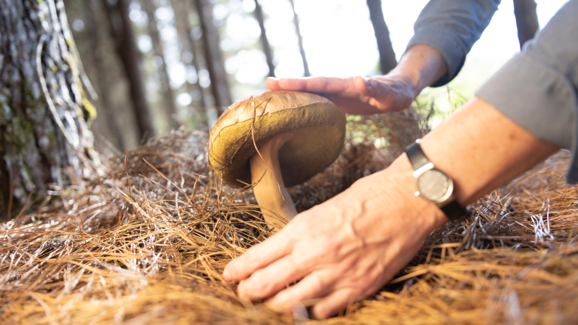 Porcini al collasso: tra pioggia, muffe e lumache non resta che sperare