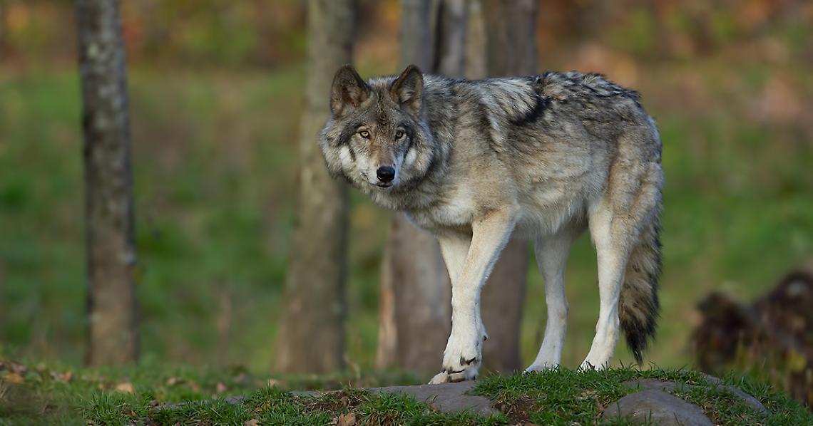 Lupi vicino alle case: tra paura e convivenza con la natura