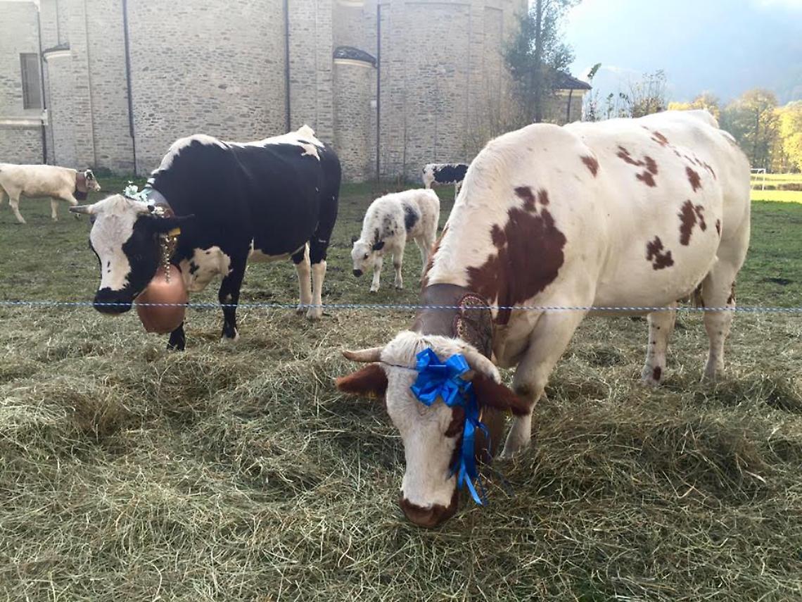 Tutto pronto ad Usseglio per la Festa della Transumanza con mucche e margari 