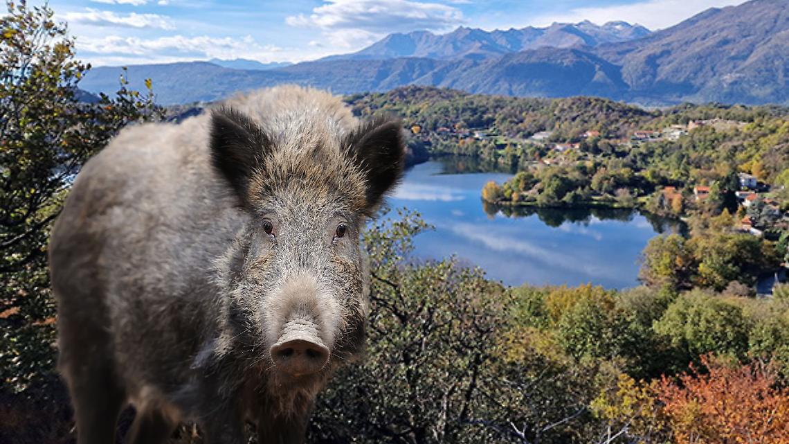 I cinghiali sono una piaga per gli agricoltori del territorio