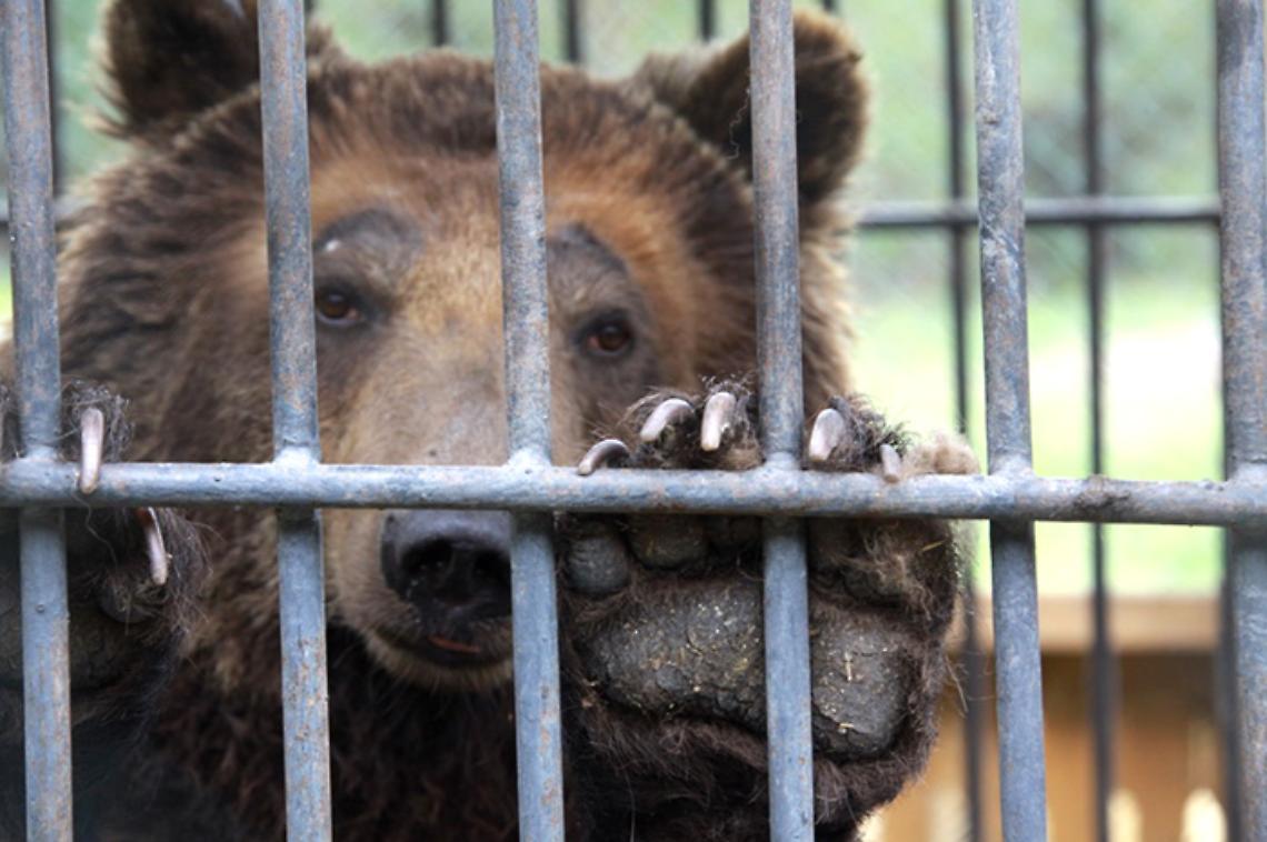 L'ultima gabbia: la lotta dei chivassesi per liberare gli animali dai circhi