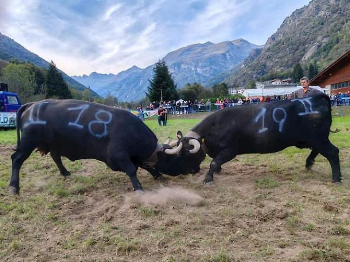 Tutto pronto per il 44° confronto delle Regine delle Valli di Lanzo