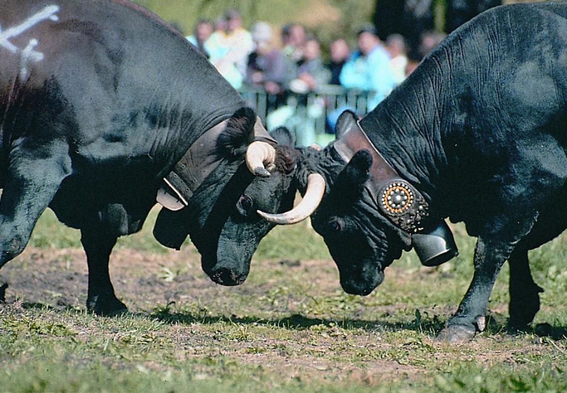 Il week end delle “Regine” in Valle di Lanzo e in Canavese