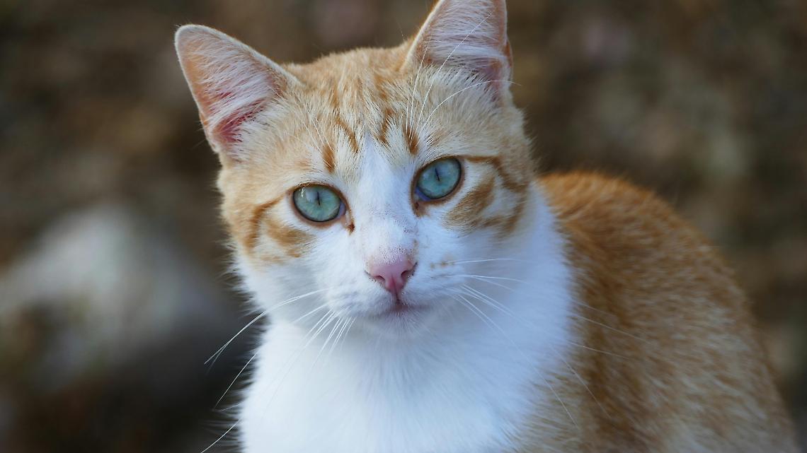 Gatti