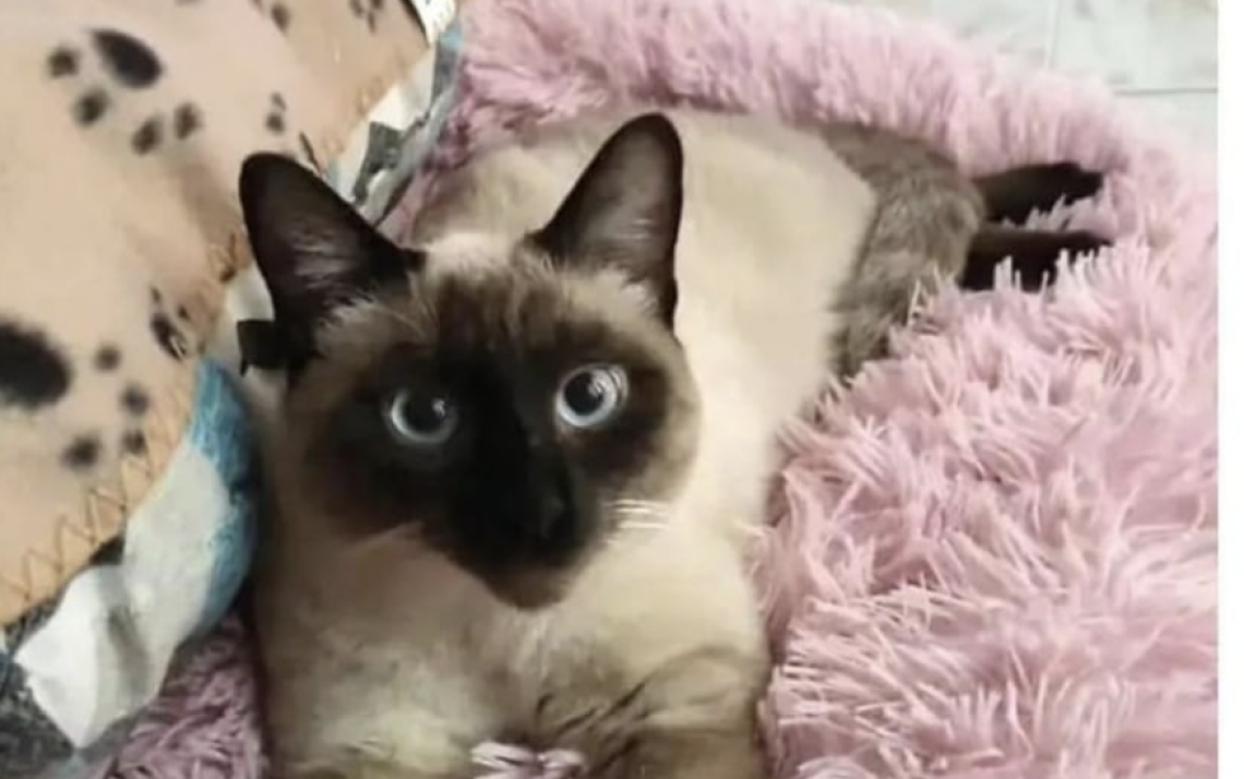 Gatto Siamese Scomparso a San Francesco al Campo: L'appello dei Proprietari per Ritrovare Mirtillo