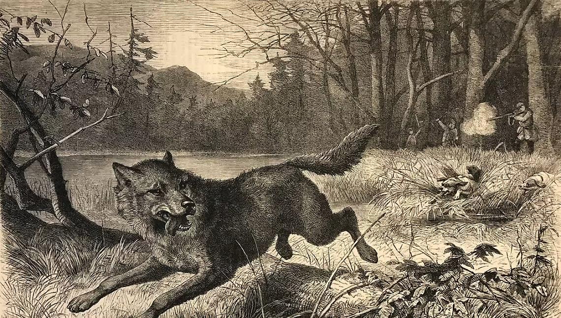 La caccia al lupo, incisione del 1872
