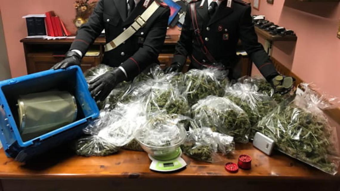 Scoperta una piantagione di marijuana