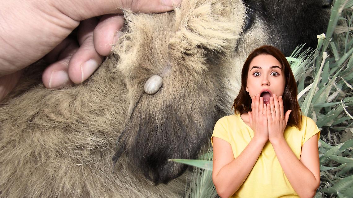 Parassiti Autunnali