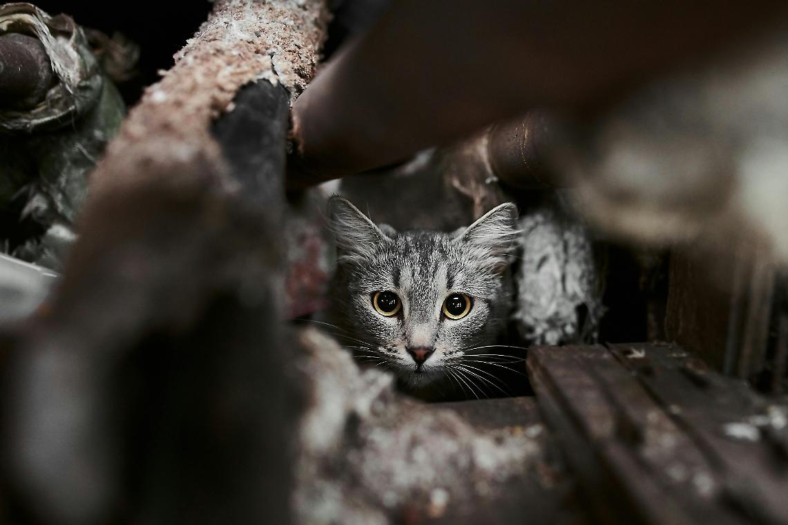 gatto randagio