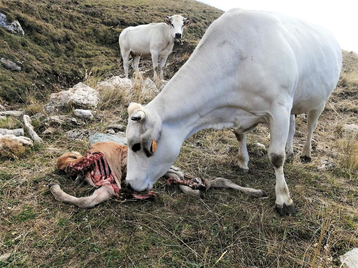 Pecore sbranate dai lupi in Canavese: scioccanti le immagini diffuse dagli allevatori