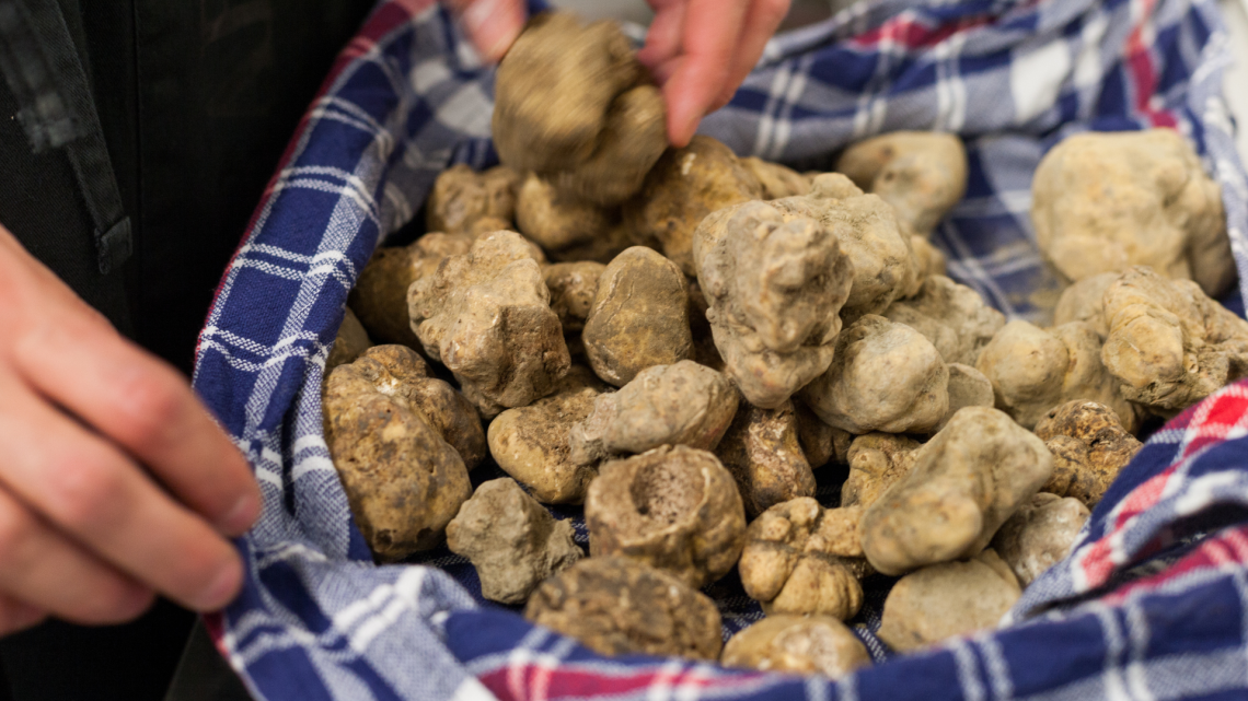 Tartufo bianco d'Alba