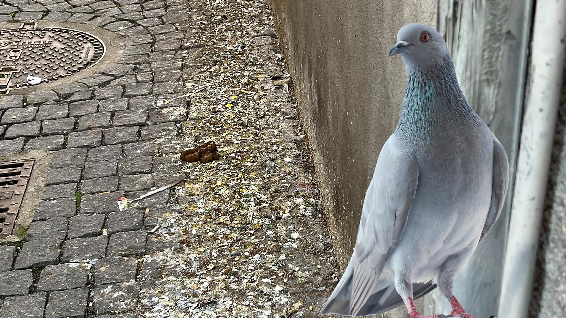 Via Bosio a Chivasso è terra di nessuno...