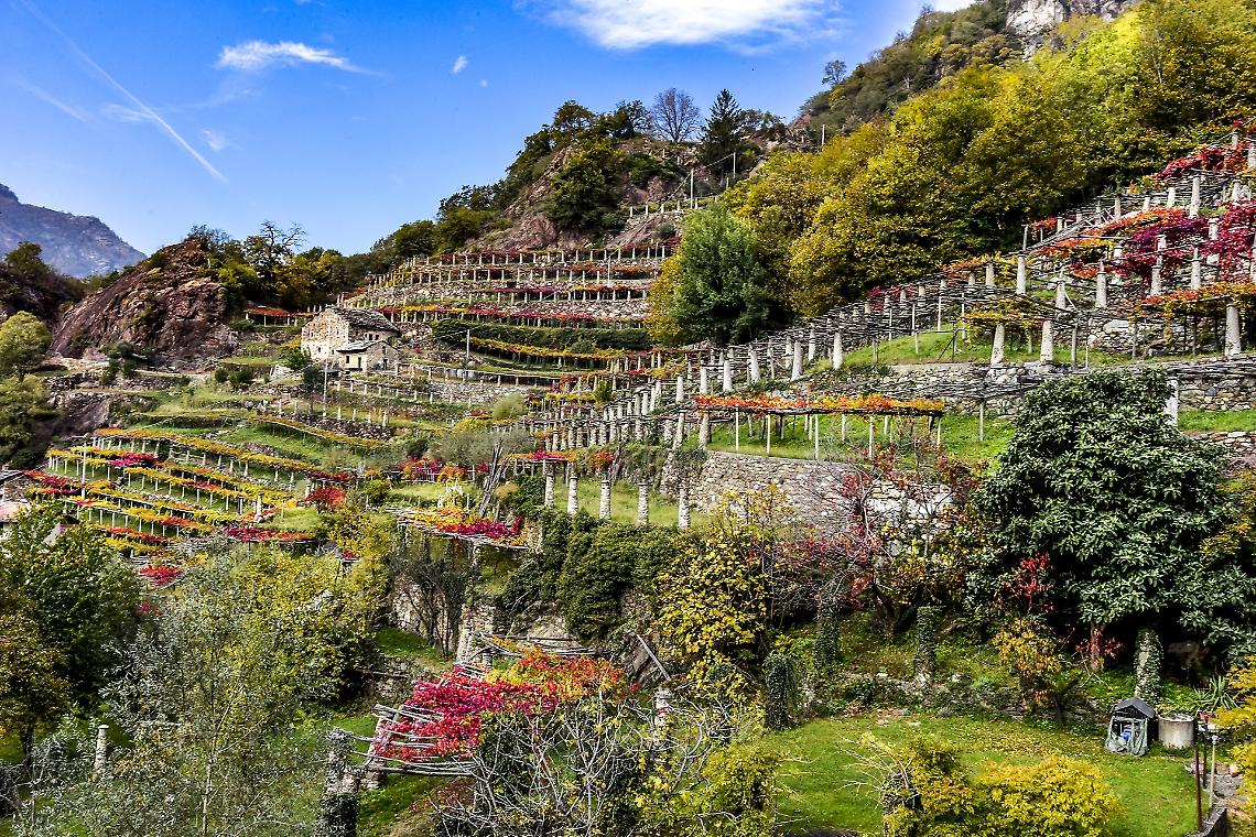 Vigneti di Carema