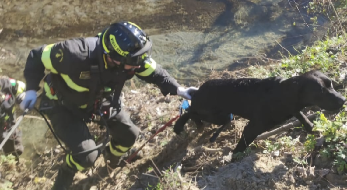 Labrador Brando salvato dai pompieri: disavventura nel torrente Sangone a Torino
