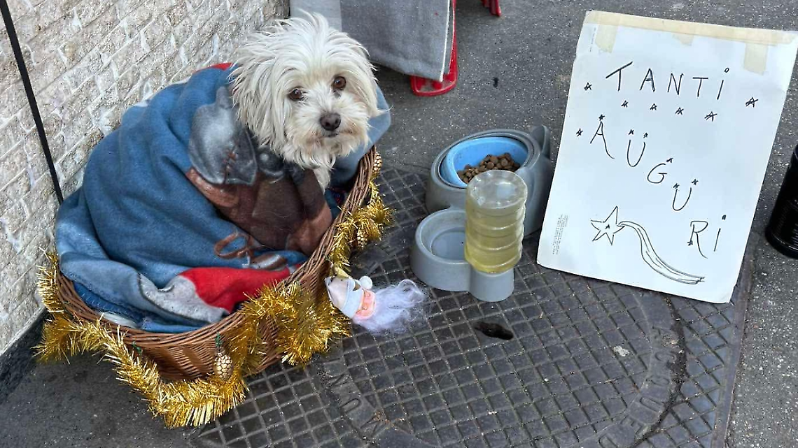 Cani  rubati usati come esche per l'elemosina. I cittadini lanciano l'allarme