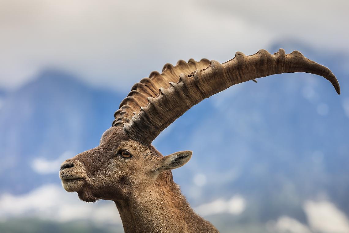 Gran Paradiso, allarme stambecchi: popolazione dimezzata in trent’anni