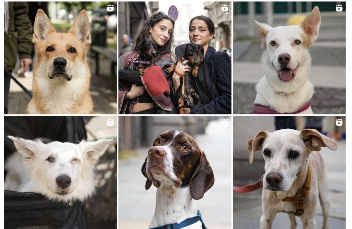Doggo Daiily: L'Influencer che Trasforma la Popolarità in Solidarietà per i Cani di Cerrina