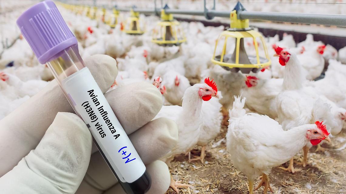 Influenza aviaria colpisce l'uomo