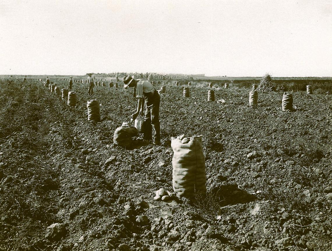La raccolta delle patate in una fotografia d'epoca